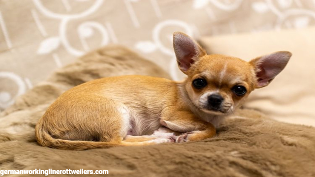 Fakta Unik Anjing Chihuahua