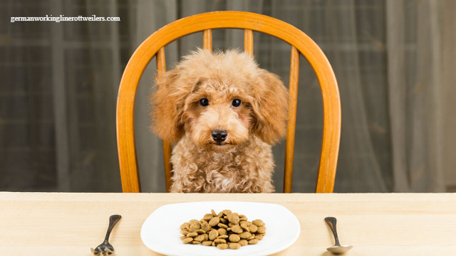 Makanan yang Baik untuk Kesehatan Anjing