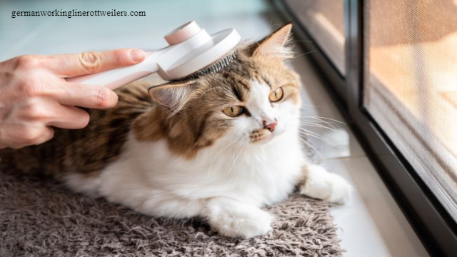 Cara Merawat Kucing agar Tetap Sehat dan Ceria
