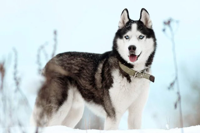Fakta Unik Terlengkap dari Anjing Siberian Husky