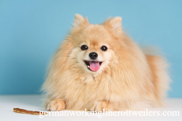 10 Fakta Menarik Tentang Anjing yang Wajib Diketahui