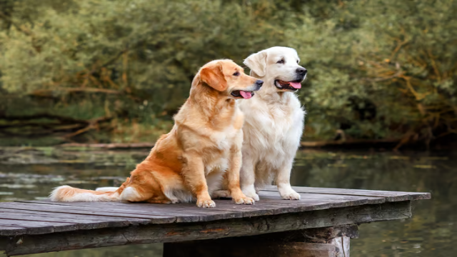 Mengenal Lebih Dekat Anjing Golden Retriever