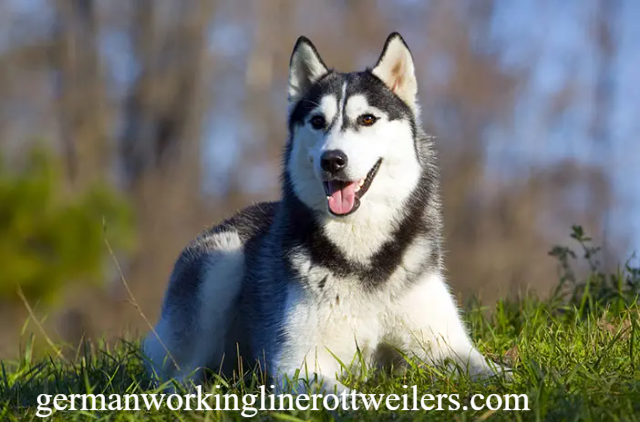 Cara Merawat Anjing Siberia