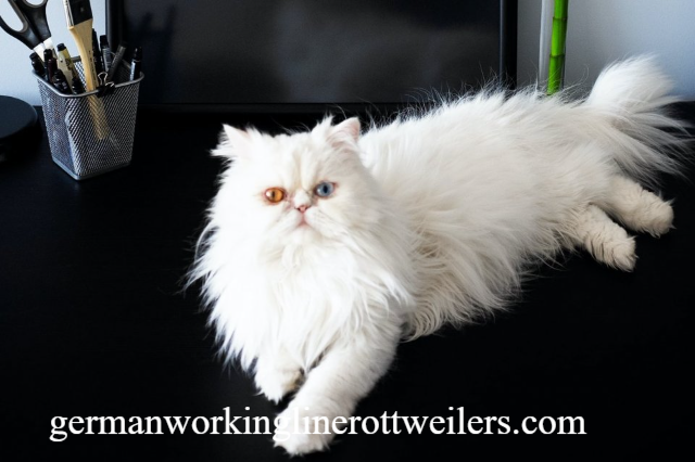 Cara Merawat Kucing Persia