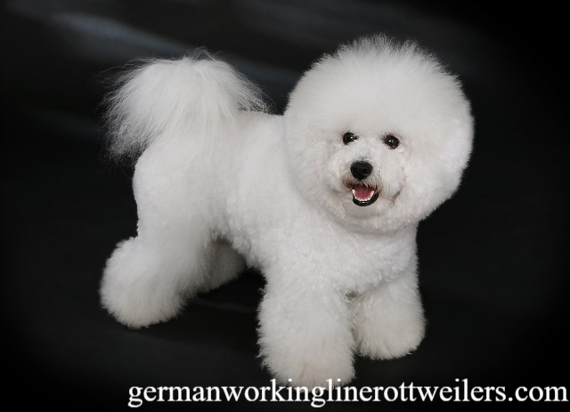 Fakta Menarik Bichon Frisé, Anjing Putih Menggemaskan